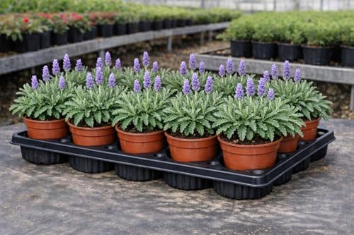 Pack 12 Plantas de Lavanda Dentata en Maceta 11 cm – Lavandula Dentata – Planta Aromática Decorativa y Relajante