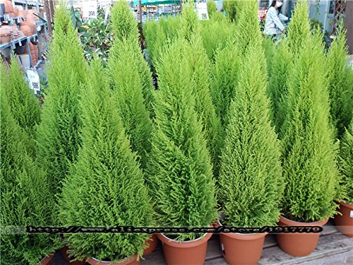 Alberi 100 piezas Ciprés Platycladus Orientalis Conifere Semi di Piante Foraggiere da Casa Giardino Bonsai Semi di Albero