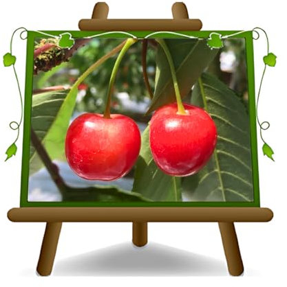 EURO PLANTS VIVAI Ciliegio Acido Visciola di Ancona su Vaso da 24/26 cm Pianta da Frutto Antico Autofertile - Altezza 160~180 cm - Età 4 Anni