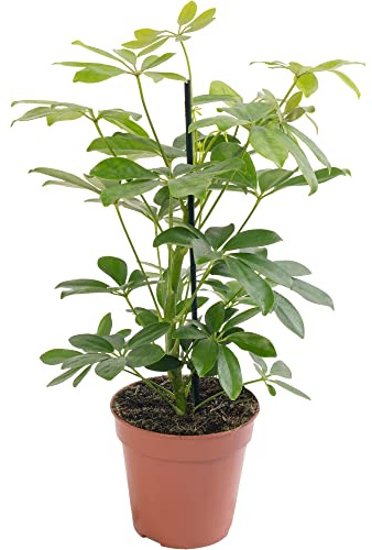 Plante d'intérieur rare, exotique et réelle : Schefflera Nora. Grande, toujours verte, idéale pour la maison.