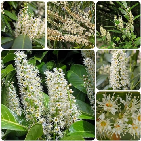 Semi di alloro ciliegia, Prunus laurocerasus, giardino resistenti perenni di alloro ciliegio, vecchie varietà da giardino resistenti 100pcs