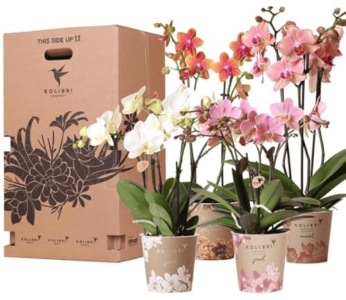 Überraschungsbox mit 4 verschiedenen Orchideen 12cm - Zimmerpflanze