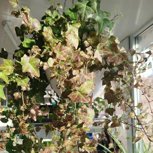 edera - pothos rampicanti giardino roccioso giardino resistenti decorazione a vite giungla bonsai rari rialzata d'appartamento purificatrici d'aria 500semi