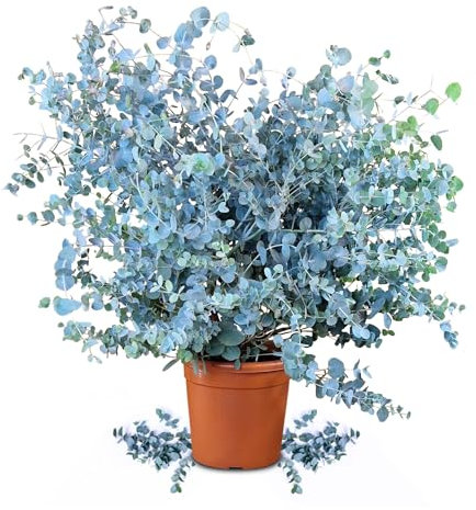 Meine Orangerie Eukalyptus Baum - Eucalyptus gunnii - Winterharte Eukalyptus Pflanze echt - Schöne Garten und Balkon Pflanze im 6L Topf