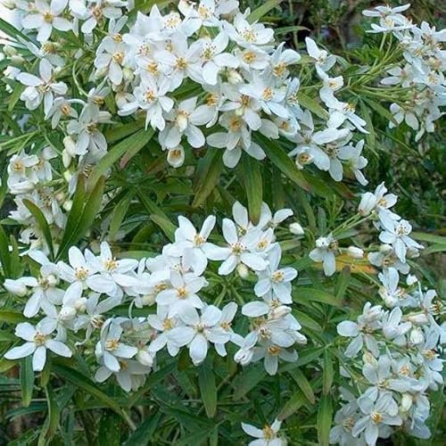 Oranger du Mexique 'Aztec Pearl' – Choisya 'Aztec Pearl' 40-50 cm pot | Arbuste persistant, fleurs blanches parfumées, idéal haie & terrasse