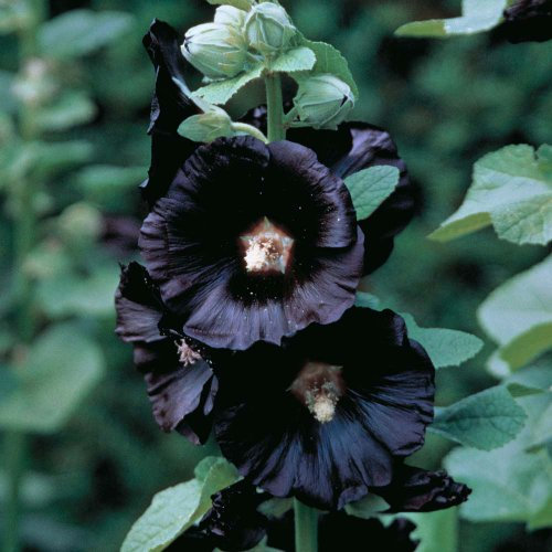 Halbe Stockrose ~ „Midnight Black“ ~ unico grande nero blüht ~ Selten ~ 25 halb