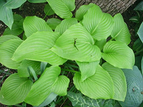 Hosta August Moon - 20 Samen - b-Grün zum : Seeds Only
