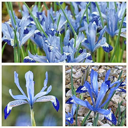 Iris Clairette Flower Bulbs. Size 6/7. Produces Pretty Pale Blue Spring Flowers. (20)