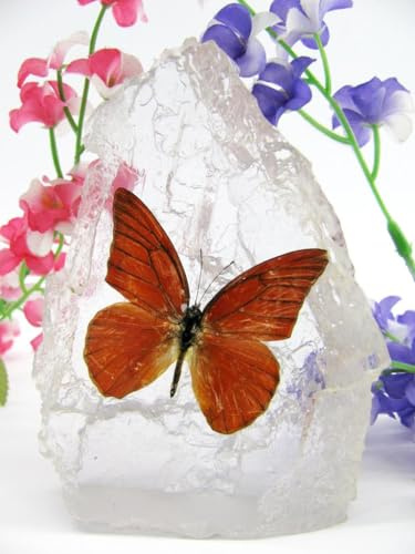 In Kunstharz gegossene Schmetterlinge, Insekten, Skorpione und mehr. Briefbeschwerer, Icemountain, nicht scharfkantig (Schmetterling 23)