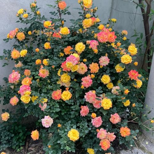 semillas de rosal - resistentes pleno sol. Cubresuelos resistentes variedades tradicionales orgánicas Decoraciones de jardín exteriores 55pcs
