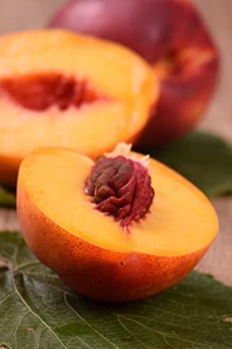 Albero di Pesco Noce pianta di pesca noce Età 2 anni già innestata pianta da frutto di pesche noci pianta vera di pesca noce venduta da eGarden.store (Ambra)