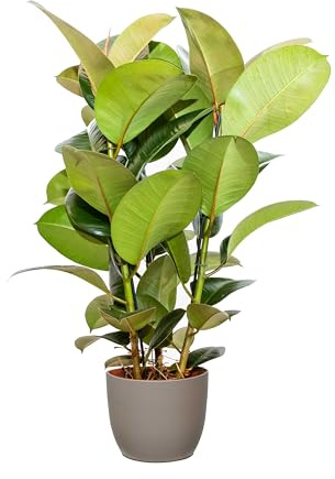Bonplants Ficus Elastica, Elegante Pianta Vera, Fico del Caucciù, Vaso 21 cm (Robusta Vaso Tortora)