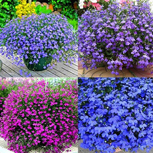 Portal Cool Tangutica: 7 Diverse varietà Clematis da scegliere tra 20, 100, 200, 1000 o 2000+ halb