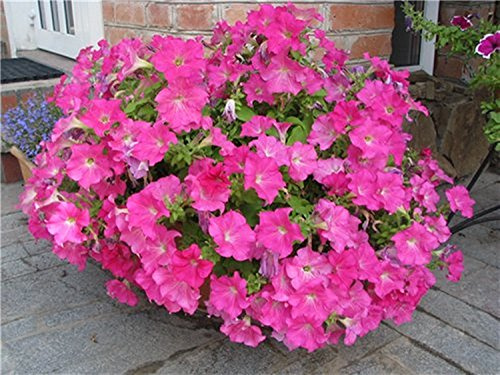 Pétunia Rampant Violet Surfinia Purple (Petunia Hybrida) Fleurs