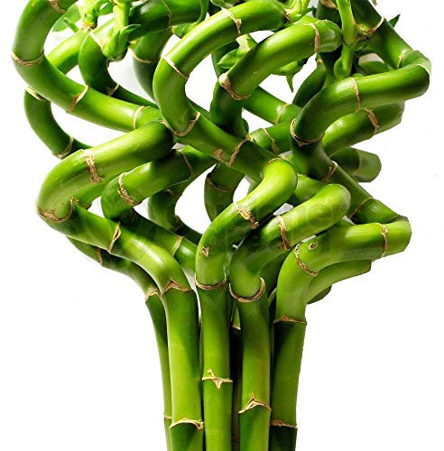 40cm Lucky Bamboo - 5 Spiral Stems - Indoor Plant Pot Garden Windowsill Bowl