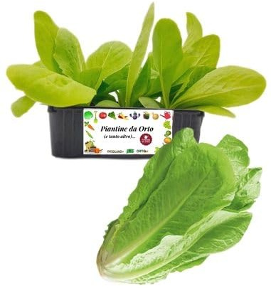 P. Piantine da Orto | Lattuga Romana, Pianta da Orto o Balcone Pronta al Trapianto, Kit da 9 Piantine, Pianta Vera da Esterno, Vivaio Italiano