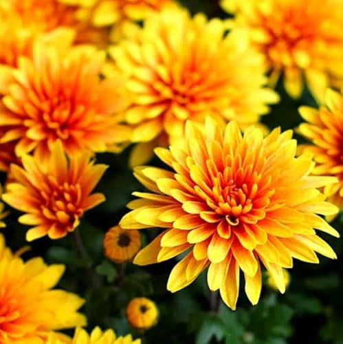 Chrysanthemum Flor Natural Disponible en una Amplia Variedad de Colores