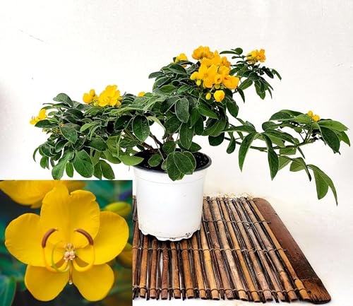 POWERS TO FLOWERS - ACACIA, CASSIA, SENNA, VASO 17 CM DIAMETRO, piante vere
