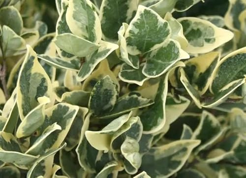 Gardenaria Pianta Esterno Ligustro - Ligustrum texanum 'Silver Star' Colore Grigio-verde e Crema - Arbusto ornamentale da giardino 40/60 cm (vaso19)