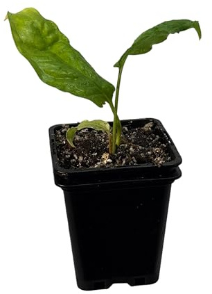 Monstera obliqua amazonas – seltene Zimmerpflanze | Kletterpflanze für Moosstab, Rankstab & Indoor Jungle | exklusive Sammler-Pflanze für Wohnräume