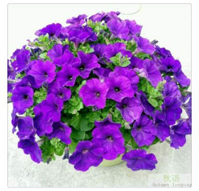 JJ.Accessory - Semi di petunia perenni in vaso, per decorazione fai da te, casa, giardino, scrivania, 50 pezzi