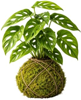 Planta Viva de Interior en Kokedama de Monstera Adansonii – Decoración Natural | DECOALIVE