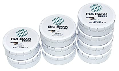 Pack x3 Big Bank Seeds Auto Super Haze Fem. Exterior and Interior. Gift Manual.