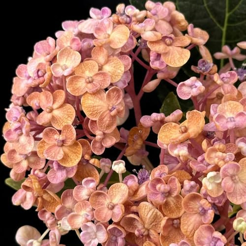 comprar semillas de hortensia, invernaderos de balcón para lugares soleados balcón variedades antiguas Decoración jardín para exteriores regalos 150pcs
