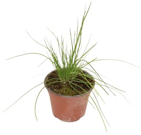 Cebollín Planta Comestible - Allium Schoenoprasum - Planta Aromática Cebollino