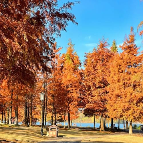 semillas de secuoya - jardín interior resistentes exterior balcón 150pcs