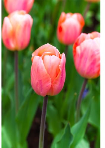 TULPE 'APRICOT BEAUTY' - Tulipa, apricot - 3 Zwiebel im Topf vorgetrieben in Gärtnerqualität von Blumen Eber - 11 cm