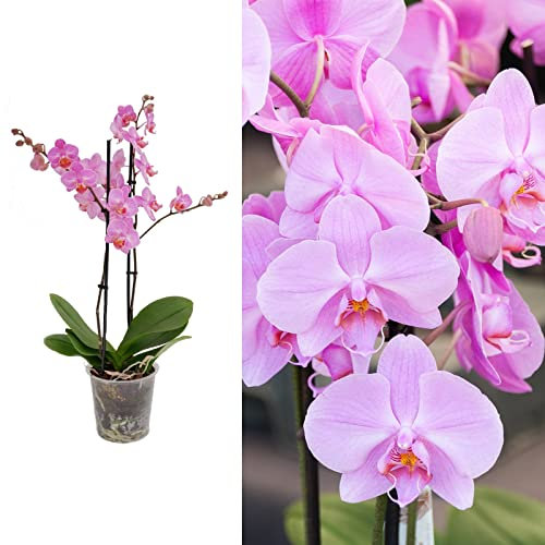 Carbeth Plants Phalaenopsis Multiflora Orchid (Pink) 2 Stems in 12cm Pot