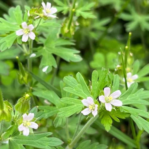 Semillas de geranio, semillas de silvestres Geranio wilfordii, semillas de resistentes para el jardín invernaderos de balcón 350pcs