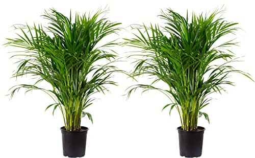 Set di 2 palme da frutta dorate – Areca Dypsis Lutescens – altezza ca. 100 cm, diametro vaso 21 cm
