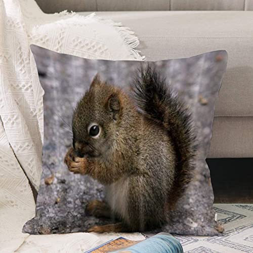 Kissenbezug 45x45 cm,Tiere Schöne Eichhörnchen Essen Tannenzapfen,Outdoor Kissen Kissenbezüge Kissenhülle Sofa Kissen dekokissen Zierkissen für Wohnzimmer Garten deko draußen