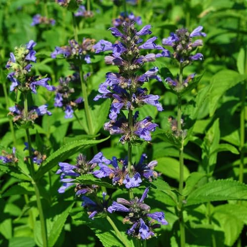 katzenminzesamen, hochbeete für garten wild mehrjährig winterhart outdoor 350pcs