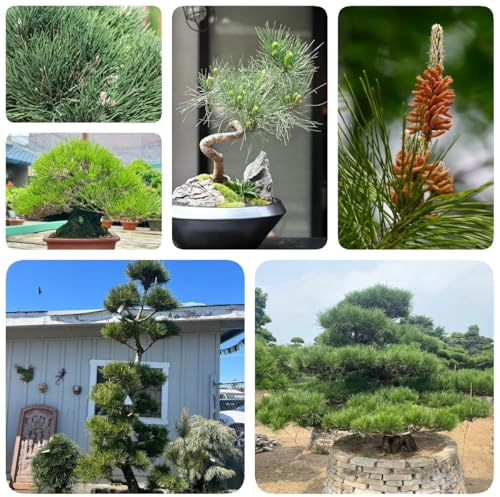 80 piezas Semillas de pino negro, Pinus thunbergii, Comprar bonsais de jardín semillas de árboles bonsái, semillas de árboles plantas en macetas resistentes regalos para amantes de
