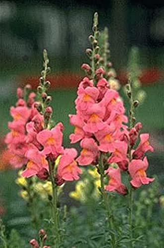 Snapdragon Rocket Pink Annual Seeds