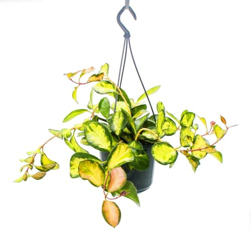 Exotenherz - Zimmerpflanze zum Hängen - Hoya carnosa Lisa - buntblättrige Porzellanblume - Wachsblume - 14cm Ampel