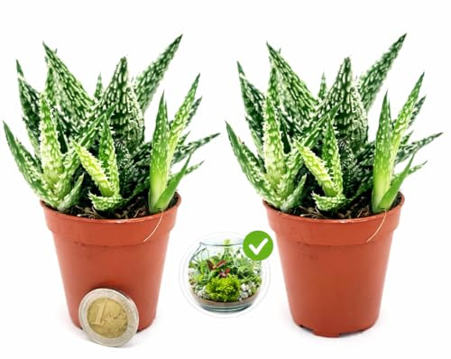 POWERS TO FLOWERS - ALOE SUGAR CRYSTAL, 2 PIANTE, VASO 5,5CM DIAMETRO, IDEALE PER TERRARIUM, pianta vera