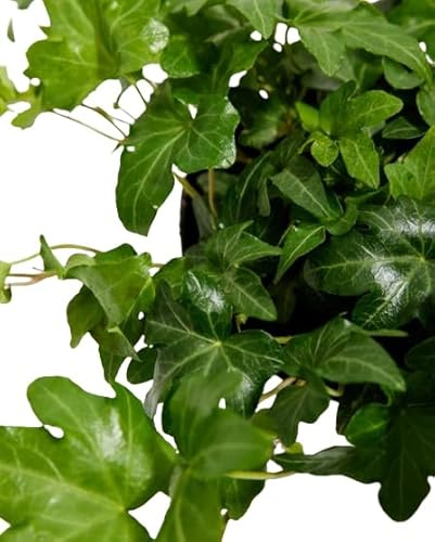 Hiedra Planta Natural y Resistente para Jardín