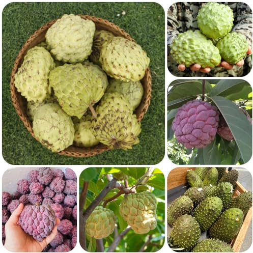 Semillas de graviola, variedades antiguas Semillas de guanábana, Annona muricata, las son resistentes resistentes para el jardín 100pcs