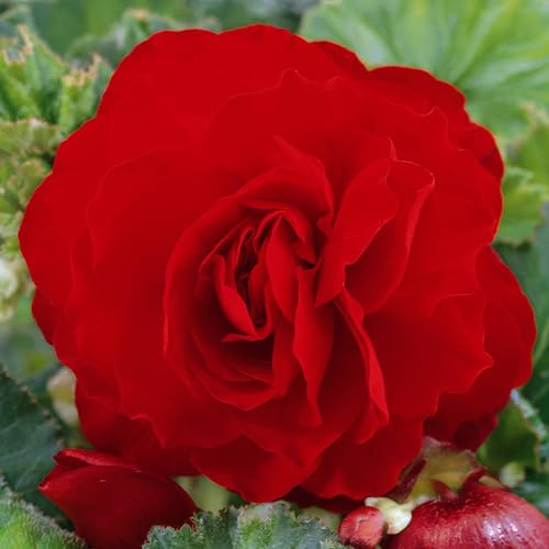 Bégonia tubéreux à fleurs doubles rouges pour jardin extérieur