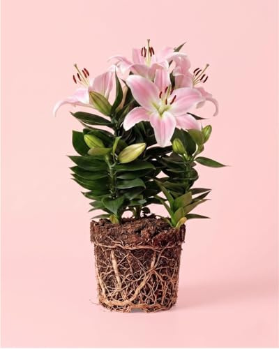 PUR PLANT Lirio Oriental Souvenir Rosa | Lilium Oriental con Flor | Planta Natural de Interior y Exterior | Maceta Ø13 cm
