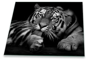 decorwelt | Herdabdeckplatte 60x52 cm Ceranfeldabdeckung 1-Teilig Universal Elektroherd Induktion für Kochplatten Herdschutz Deko Schneidebrett Sicherheitsglas Spritzschutz Glas Tiger