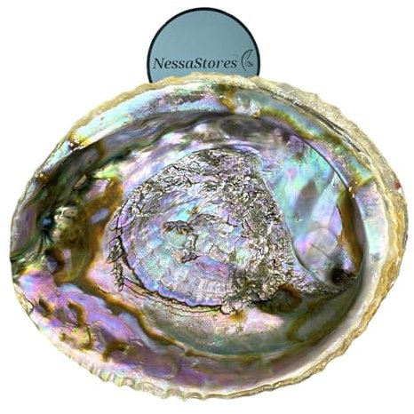 NessaStores JC-018 - Ciotola per sbavature in conchiglia di abalone grande, 15-17 cm, perfetta per bastoncini di sbavature, bastoncini di incenso e un kit per sbavature di salvia