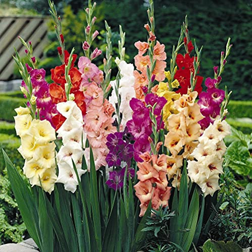 Gladioli Mixed Garden Plant Half-Hardy Flowering Garden Plants Easy to Grow Your Own 50x Bulbs by Thompson and Morgan