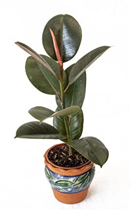 Ficus Robusta Adibijan - Una maceta de 13 cm