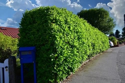 100st. Kirschlorbeer Novita 50-80cm im Topf reine Pflanzenhöhe Pflanzen Prunus laurocerasus Lorbeer Gartenhecke immergrüner Sichtschutz Kirschlorbeerhecke