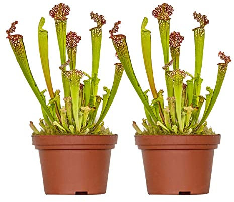 Bloomique - 2er Set - Sarracenia Juthatip Soper - Schlauchpflanze - Fleischfressende Pflanze - Höhe 15-25 cm - Topf 12 cm